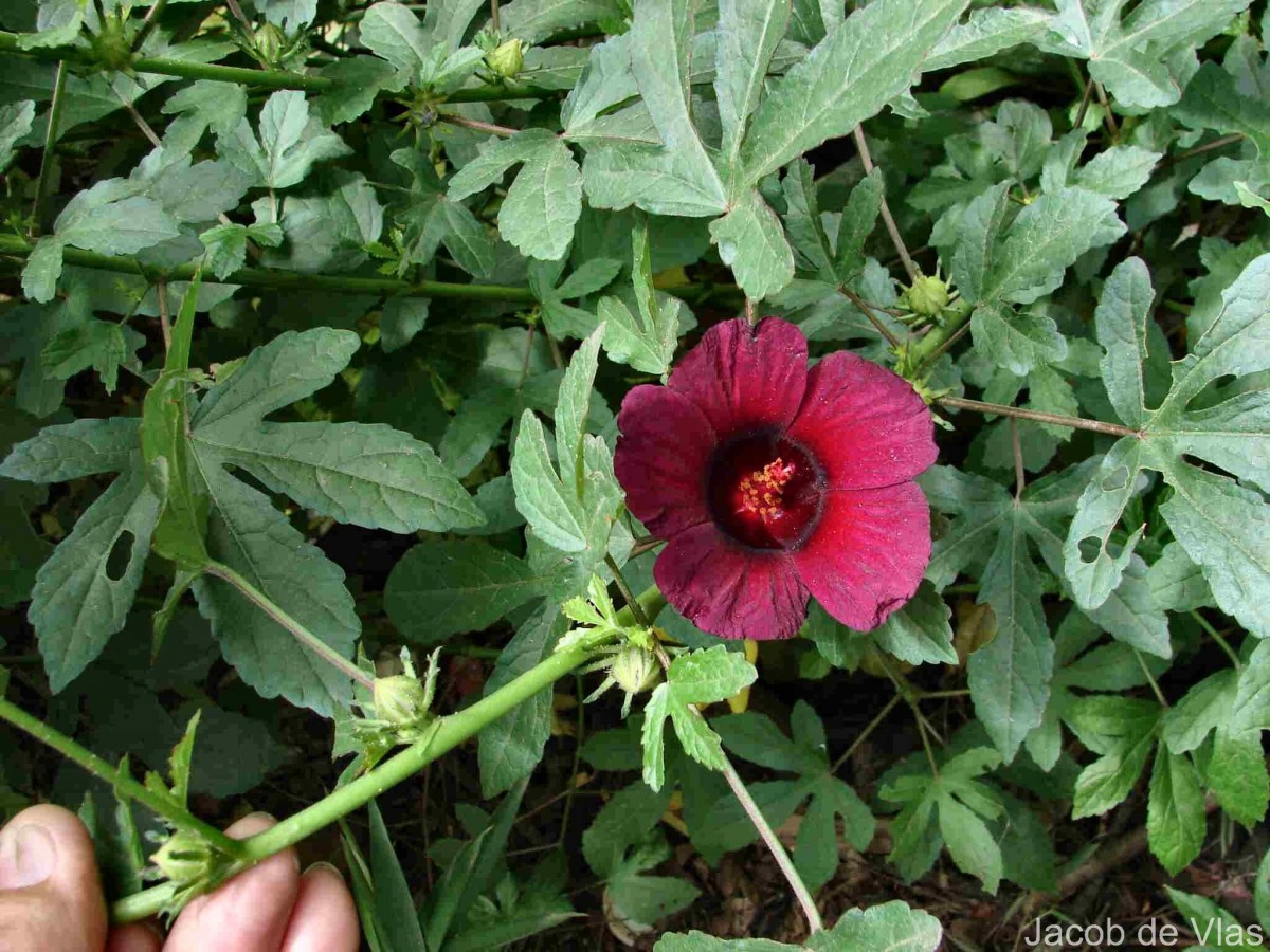Hibiscus radiatus Cav.